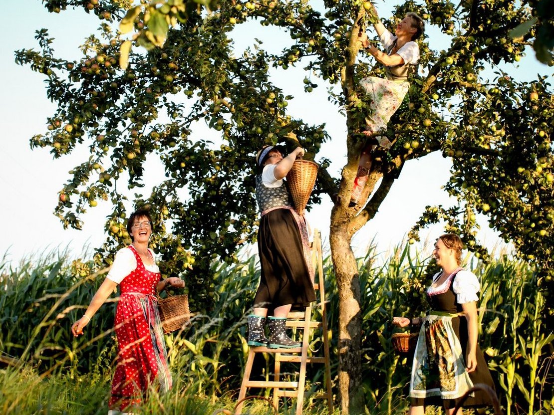 Seminarbäuerinnen beim Birnen pflücken