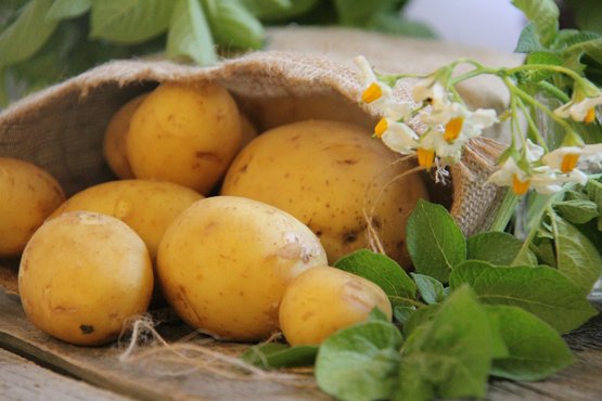 Schulworkshop Der Erdapfel – Die tolle Knolle